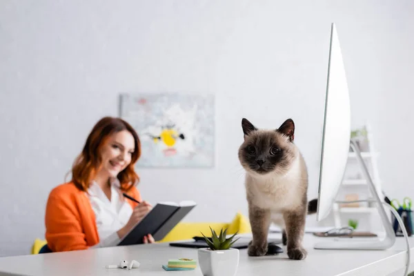 Gato en escritorio cerca borrosa freelancer escritura en cuaderno mientras trabaja en casa - foto de stock