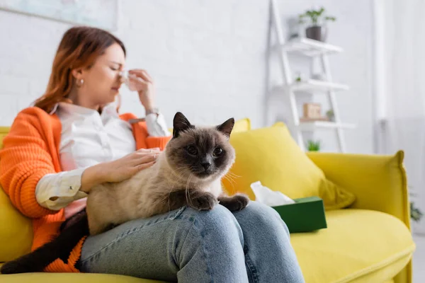 Mujer alérgica borrosa estornudando en servilleta de papel mientras está sentada en el sofá con el gato - foto de stock