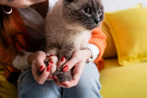 Close up view of fluffy cat in hands of cropped blurred woman at home — Stock Photo