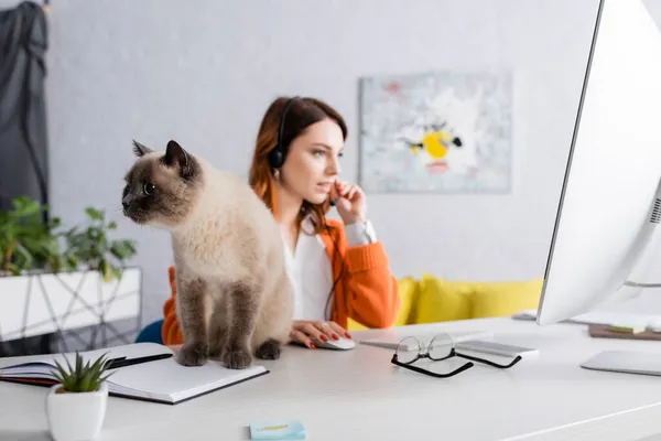 Кот сидит на столе рядом с женщиной в гарнитуре, работающей рядом с компьютером — стоковое фото