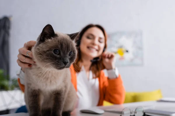 Selective focus of fluffy cat near freelancer smiling on blurred background — Stock Photo