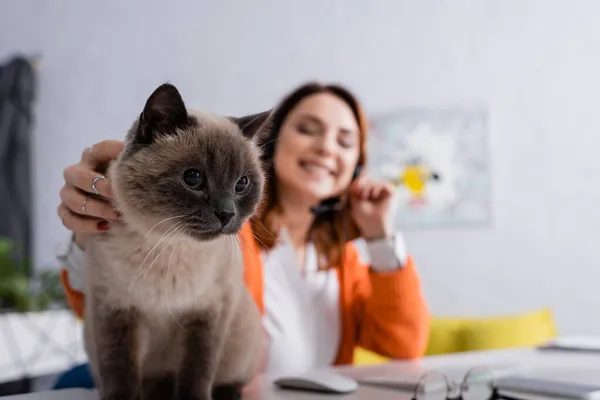 Selective focus of fluffy cat near freelancer smiling on blurred background — Stock Photo