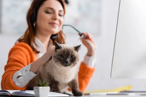 Freelancer borroso acariciando gato sentado en el escritorio mientras trabaja en casa - foto de stock