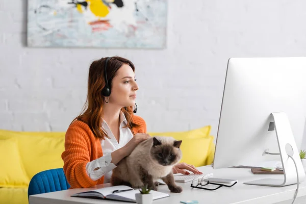 Jeune pigiste dans casque regardant moniteur tout en travaillant près de chat sur le bureau — Photo de stock