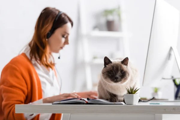 Enfoque selectivo del gato sentado en el escritorio cerca de la mujer borrosa que trabaja en casa sobre fondo borroso - foto de stock