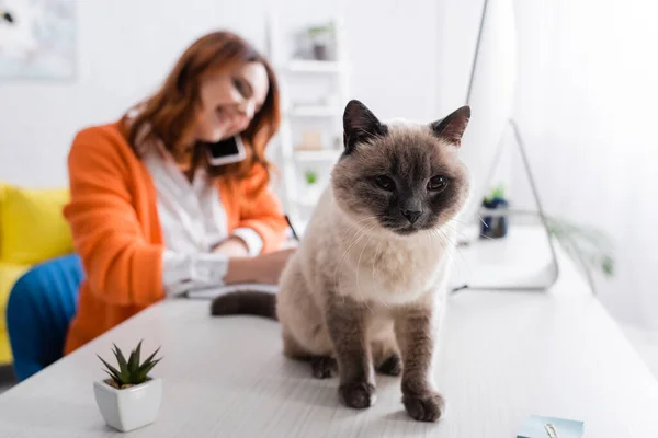 Selective focus of fluffy cat sitting on work desk near blurred freelancer talking on mobile phone — Stock Photo