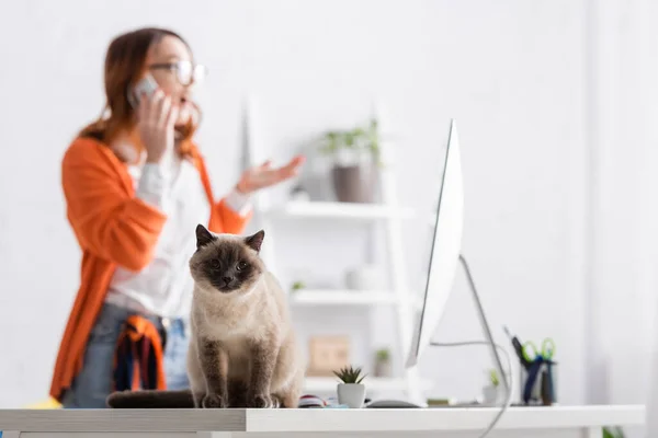 Gato esponjoso sentado en el escritorio cerca del monitor y la mujer borrosa hablando en el teléfono móvil - foto de stock