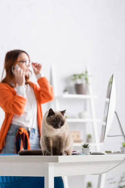 Gato peludo sentado na mesa de trabalho perto de monitor de computador e mulher falando no celular no fundo embaçado — Fotografia de Stock