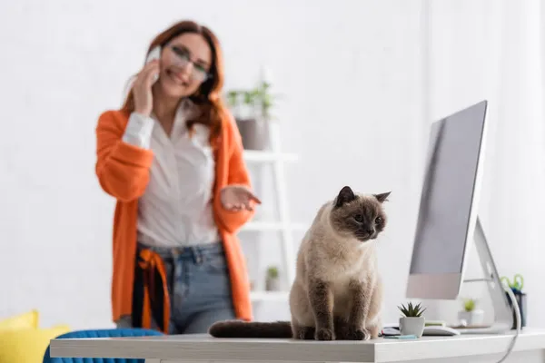 Размытая женщина разговаривает по мобильному телефону и указывает на кота, сидящего на столе рядом с монитором компьютера — стоковое фото
