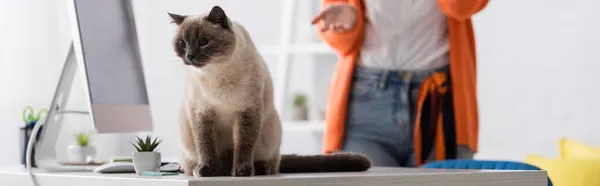 Abgeschnittene Ansicht einer verschwommenen Frau, die auf eine Katze zeigt, die auf dem Schreibtisch in der Nähe eines Monitors sitzt, Banner — Stockfoto