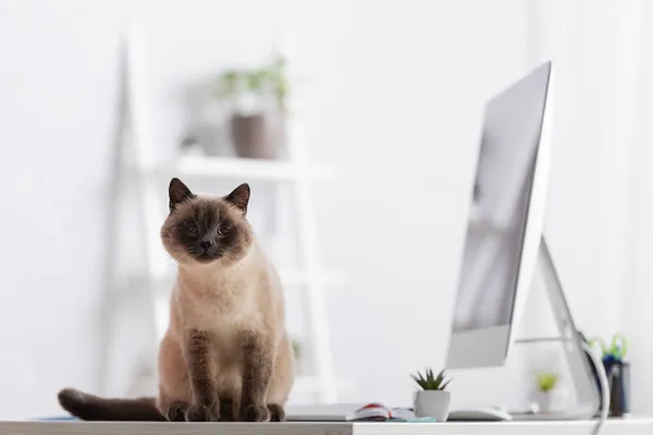 Pelzige Katze sitzt auf Schreibtisch neben verschwommenem Computermonitor und Anlage im Home Office — Stockfoto