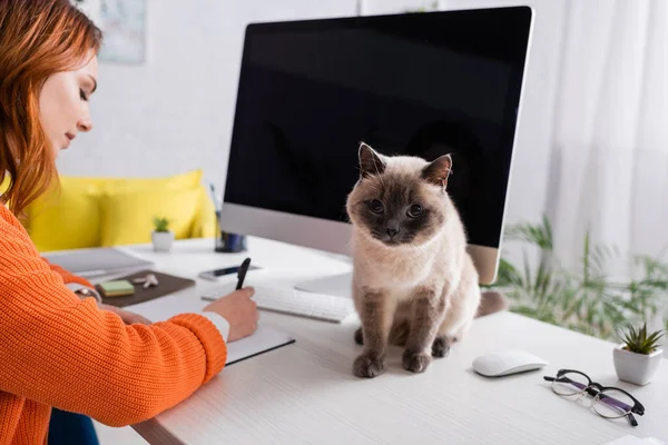 Gato fofo sentado na mesa perto da mulher escrevendo em notebook e monitor de computador com tela em branco — Fotografia de Stock