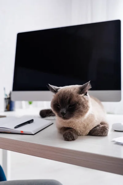 Пухнаста кішка лежить на столі біля блокнота і монітора з порожнім екраном на розмитому фоні — стокове фото