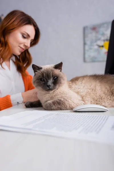 Messa a fuoco selettiva del gatto sdraiato sulla scrivania vicino alla donna offuscata che lavora a casa — Foto stock