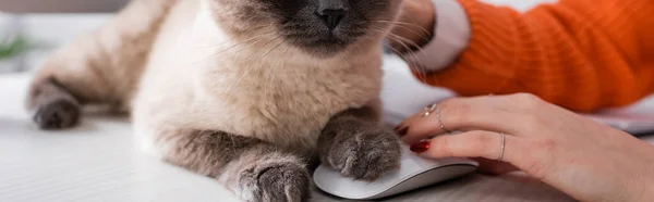 Vista recortada de la mujer cerca del gato esponjoso y el ratón de la computadora, bandera - foto de stock