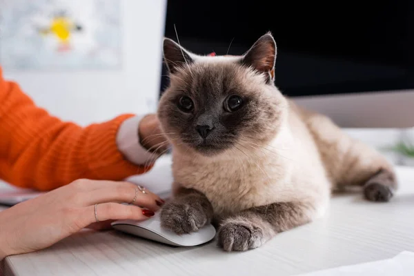 Gatto soffice sdraiato sulla scrivania vicino a donna ritagliata, mouse del computer e monitor sfocato — Foto stock