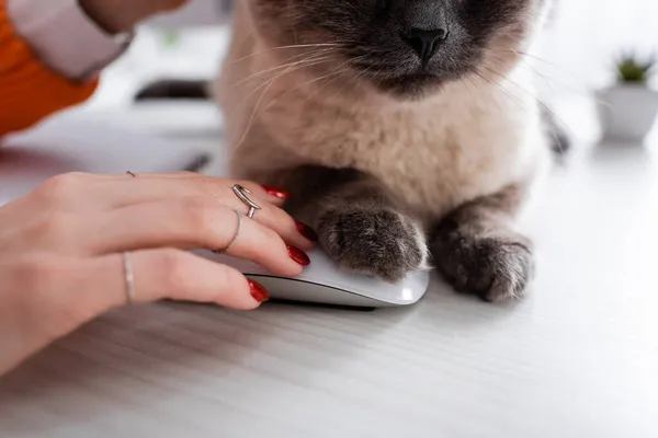 Vista de perto do gato na mesa perto do mouse do computador e mãos femininas cortadas — Fotografia de Stock