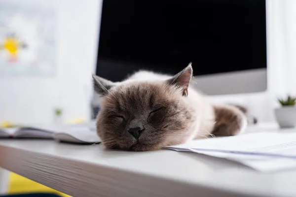 Close up vista de gato dormindo na mesa perto de monitor de computador borrado no escritório em casa — Fotografia de Stock