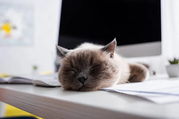 Nahaufnahme einer schlafenden Katze auf dem Schreibtisch in der Nähe eines verschwommenen Computermonitors im Home Office — Stockfoto