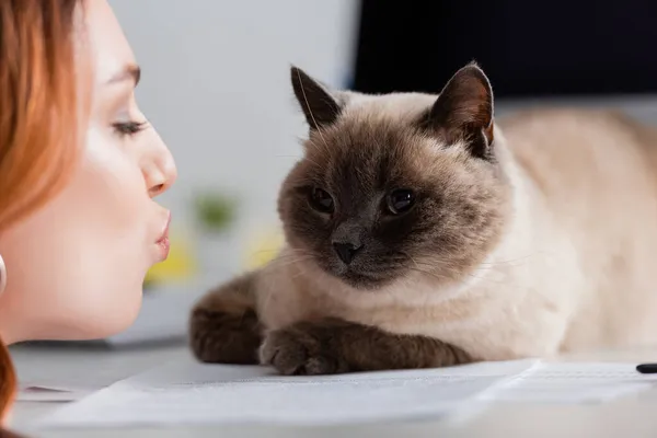 Close up view of blurred woman pouting lips near cat lying on work desk — Stock Photo