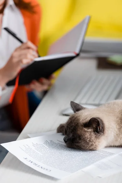 Частковий вид розмитої жінки, що пише в блокноті біля кота, спить на документах — стокове фото