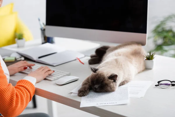 Cropped view of blurred woman working near cat sleeping on work desk — Stock Photo