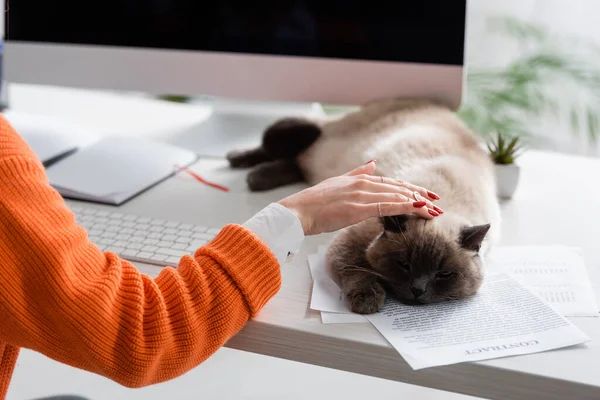 Cropped view of woman stroking cat lying on documents — Stock Photo