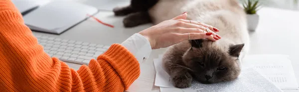 Cropped view of woman petting cat sleeping on documents, banner — Stock Photo