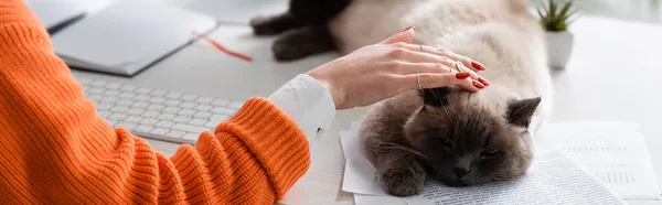 Ausgeschnittene Ansicht einer Frau, die Katze streichelt, die auf Dokumenten schläft, Banner — Stockfoto