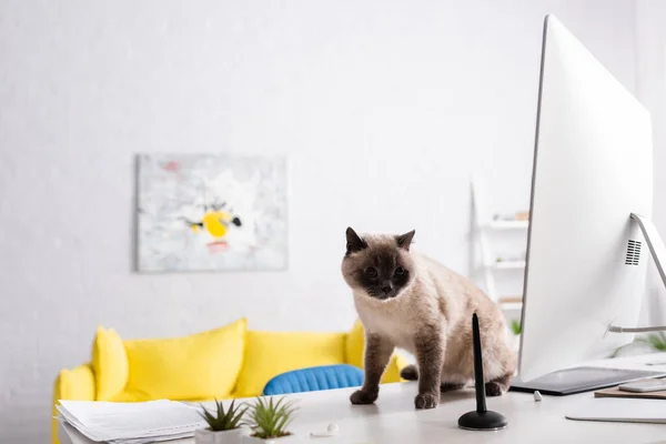 Flauschige Katze auf Schreibtisch neben Computermonitor, Grafik-Tablet und Dokumenten — Stockfoto