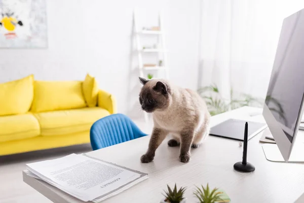 Chat sur le bureau près de l'écran d'ordinateur, documents et canapé jaune sur fond flou — Photo de stock