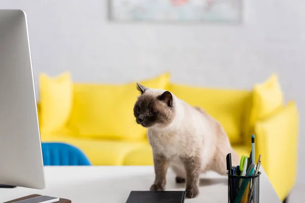 Gatto peloso sulla scrivania vicino al portapenne, al monitor del computer e ai notebook — Foto stock