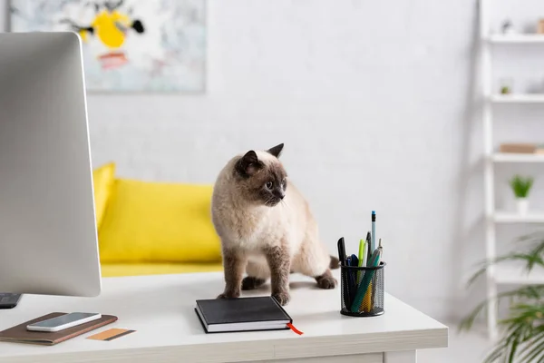 Gato doméstico en el escritorio cerca del monitor de la computadora, smartphone, cuadernos y tarjeta de crédito - foto de stock