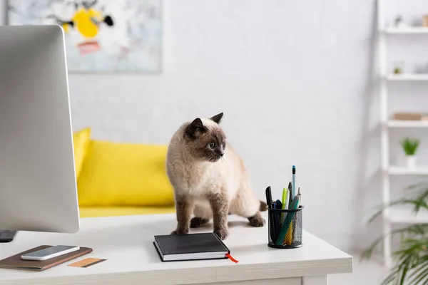 Gato doméstico na mesa perto de monitor de computador, smartphone, notebooks e cartão de crédito — Fotografia de Stock