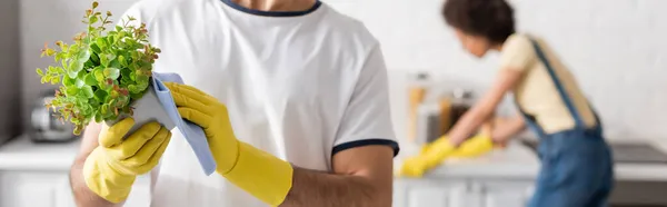 Vue recadrée de l'homme en gants de caoutchouc tenant chiffon et plante verte en pot de fleurs — Photo de stock