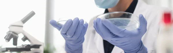 Vista cortada do cientista em luvas de látex segurando placas de Petri perto de microscópio desfocado em laboratório, banner — Fotografia de Stock