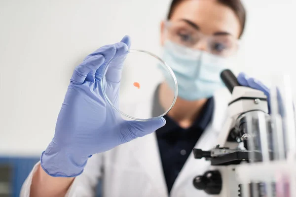 Placa de Petri na mão de cientista desfocado perto do microscópio em laboratório — Fotografia de Stock