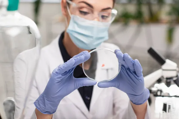 Petri dish in hands of blurred scientist in latex gloves in lab — Stock Photo