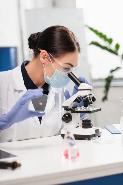 Wissenschaftler hält Petrischale in der Hand und betrachtet Mikroskop in der Nähe verschwommenes digitales Tablet im Labor — Stockfoto