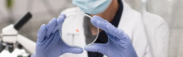 Cropped view of scientist holding petri dish in lab, banner — Stock Photo