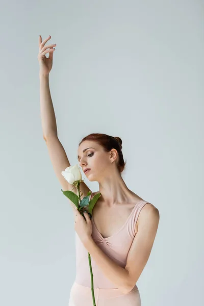 Bailarina elegante em bodysuit segurando rosa e executando dança isolada em cinza — Fotografia de Stock