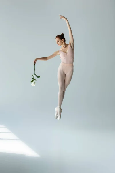 Full length of elegant ballerina in bodysuit holding rose and levitating with raised hand on grey — Stock Photo