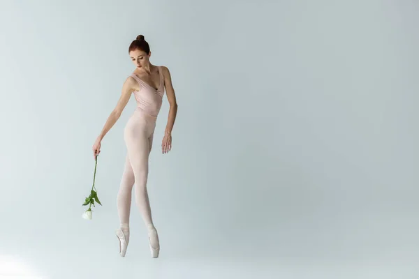 Full length of elegant ballerina in ballet shoes holding rose on grey — Stock Photo