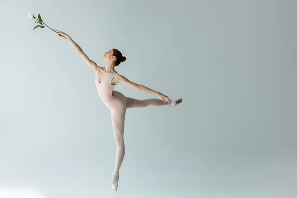 Comprimento total de bailarina graciosa em bodysuit segurando rosa e dançando em cinza — Fotografia de Stock