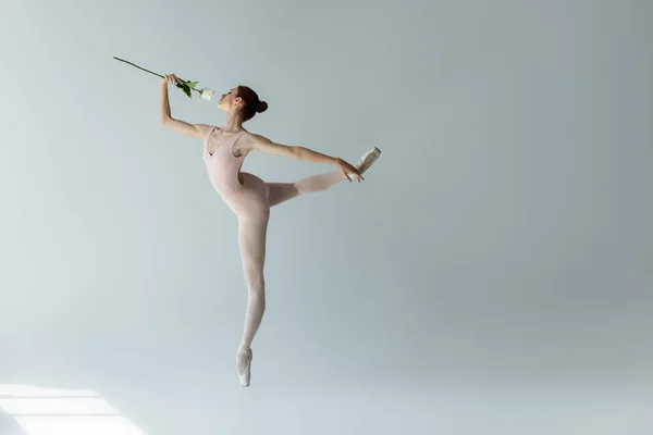 Full length of graceful ballerina in bodysuit smelling rose while dancing on grey — Stock Photo