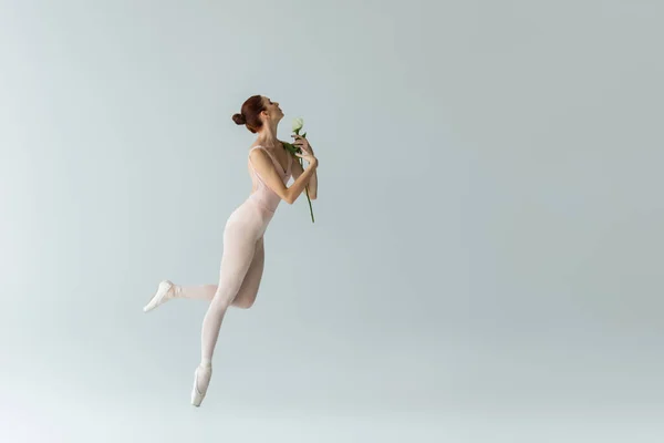 Pleine longueur de femme gracieuse en body tenant rose tout en dansant ballet sur gris — Photo de stock