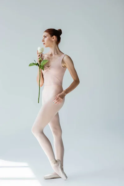 Full length of graceful woman in bodysuit and pointe shoes holding rose on grey — Stock Photo