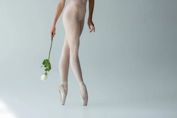 Vue recadrée de femme gracieuse en body et chaussures pointe tenant rose blanche sur gris — Photo de stock