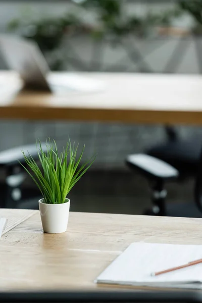 Verde pianta in vaso sulla scrivania in ufficio su sfondo sfocato — Foto stock
