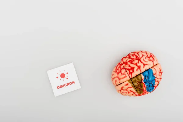 Vue du dessus du modèle cérébral près de la carte blanche avec lettrage omicron et bactéries sur fond gris — Photo de stock